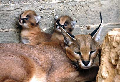 צילום: שי קבסה, רשות הטבע והגנים