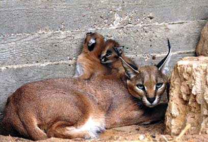 צילום: שי קבסה, רשות הטבע והגנים