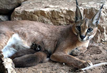 צילום: שי קבסה, רשות הטבע והגנים