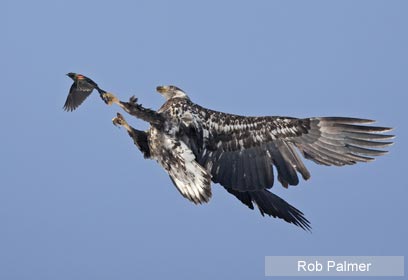 צילום: 2009 Rob Palmer / Veolia Environnement Wildlife Photographer of the Year ©