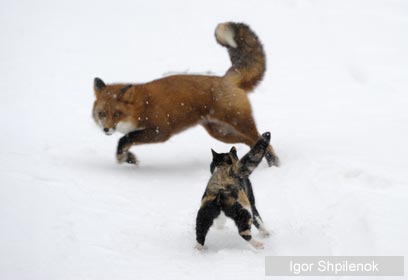 צילום: 2009 Igor Shpilenok / Veolia Environnement Wildlife Photographer of the Year 2009 ©
