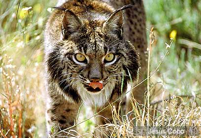 צילום: WWF-Spain