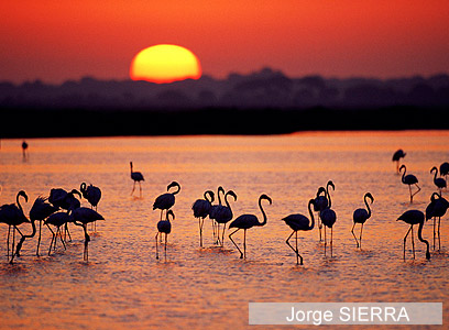 צילום: WWF