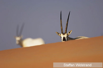 צילום: WWF