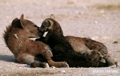 צילום: WWF-Canon