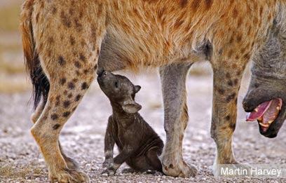 צילום: WWF-Canon
