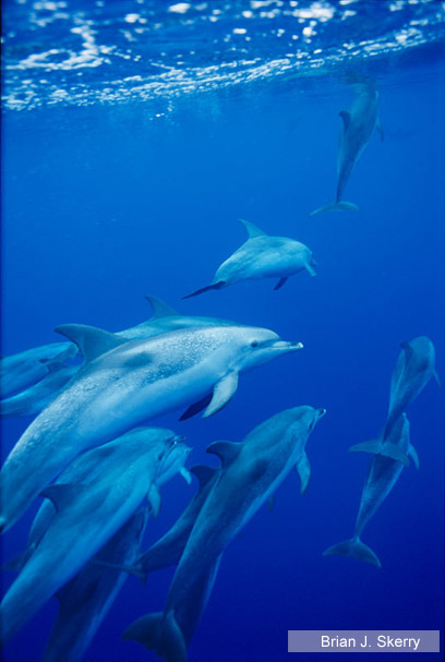 צילום: צילום:  WWF / National Geographic Stock