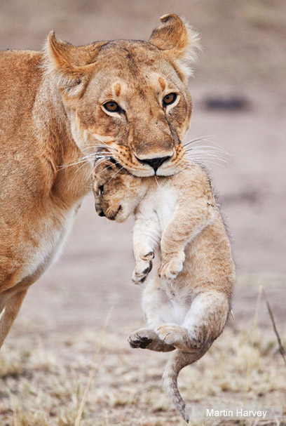 צילום: WWF-Canon