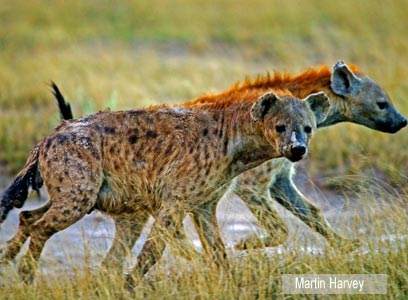 צילום: WWF-Canon