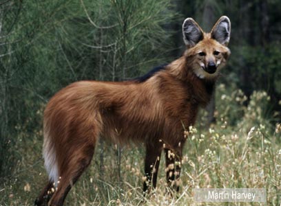 צילום: WWF 
