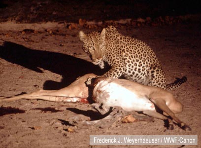 צילום: WWF-Canon