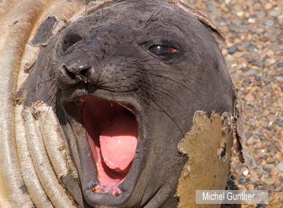 צילום: WWF-Canon