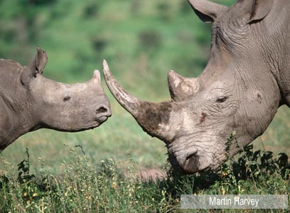 צילום: WWF-Canon
