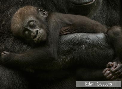 צילום: WWF-Canon