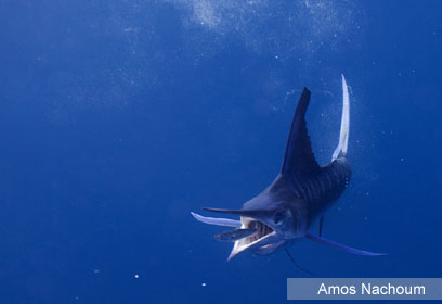 צילום: Amos Nachoum צילום: Amos Nachoum