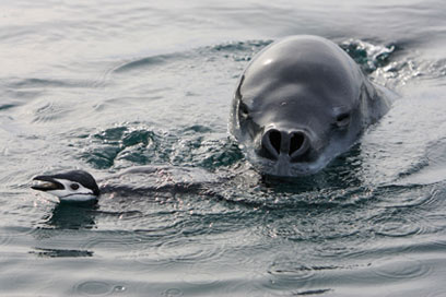 צילום:  Paul Nicklen - National Geographic Image Collection